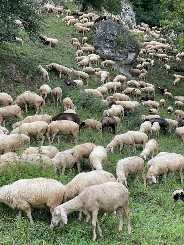 villanova-monteleone-le-antiche-vie-pastorali